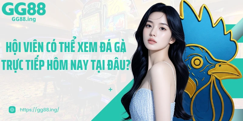 Hội viên có thể xem đá gà trực tiếp hôm nay tại đâu?