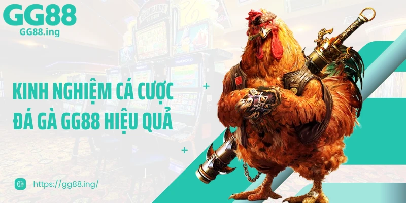 Kinh nghiệm cá cược đá gà GG88 hiệu quả
