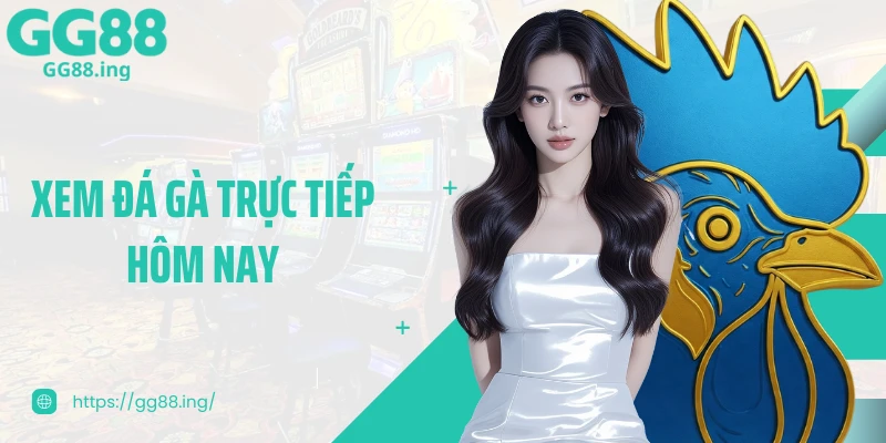 Xem Đá Gà Trực Tiếp Hôm Nay Thu Hút Người Hâm Mộ 